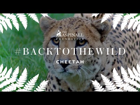 world-first-as-cheetah-brothers-are-relocated-from-uk-to-south-africa!-|-the-aspinall-foundation