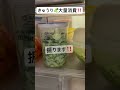 【きゅうり大量消費😍】 #きゅうり #きゅうりレシピ #さっぱりご飯 #おつまみ #野菜料理 #おうちごはん #ダイエット #美容