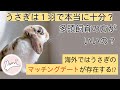 うさぎの多頭飼育①　メリット＆デメリット