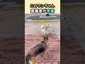 距離感の天才犬