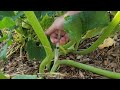 Squash vine borer treatment option 2. injecting BT