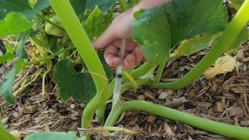 Squash vine borer treatment option 2. injecting BT