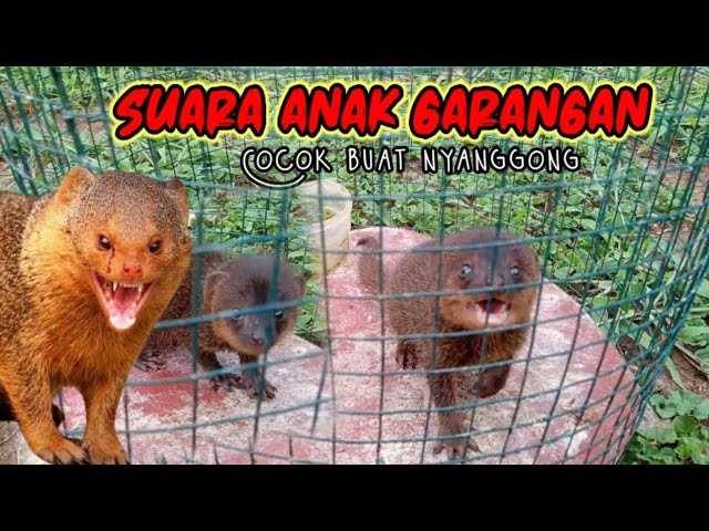 suara anak garangan, cocok buat nyanggong, rekaman video dan suara asli class=