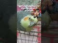 چشماش سیاهه وای وای وای Birds Parrot Cockatiel Funny Pets زیبا Duet Birdsounds Petbird 