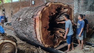 UNBELIEVABLE VIDEO!! Amateur Sawmill Footage Captures Horror Inside a Rotten Hollow Log