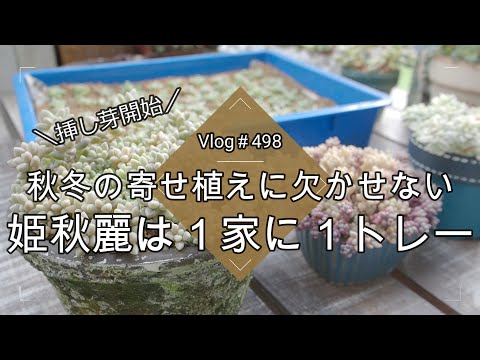 Vlog 498] [Succulents] One tray of Himeakirei, a must-have for