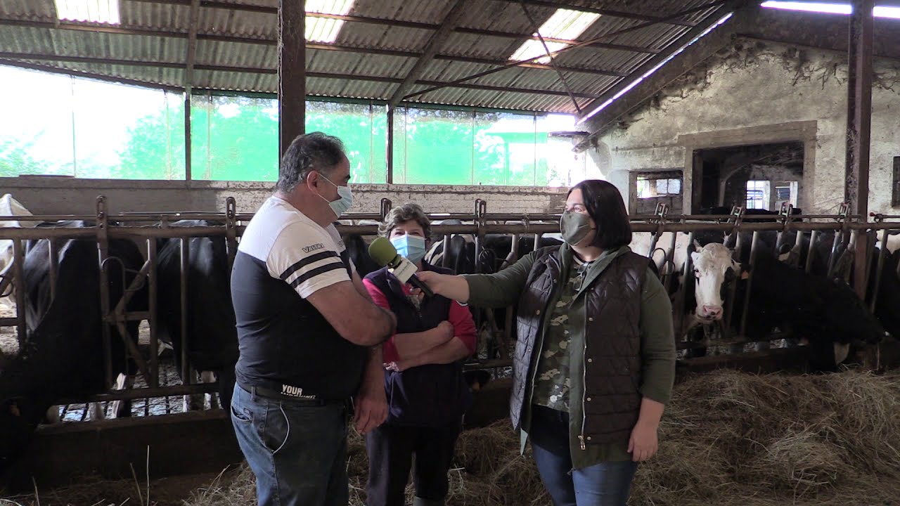 Ganadería Casa Escribano de La Borra (Salas) / El Campo de Asturias