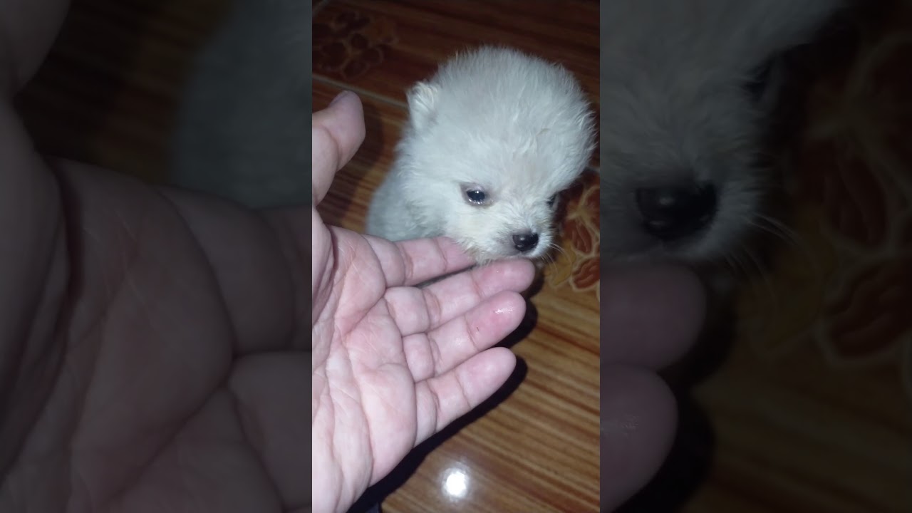 2 baby's Pomeranian puppy 🐶 - YouTube Newborn Pomeranian