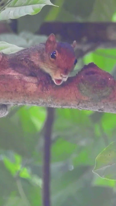 Squirrel makes alarm call on hearing cat sounds