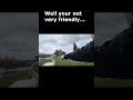 Tabby Cat has Epic Battle with Evil Swan the Farm  #catshorts #ouranimal #catwalktour #ourcat #cats