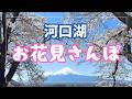 【桜満開】富士・河口湖さくら祭りのメイン会場に行ってきました🌸