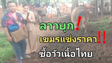 ลาวบุก!..เขมรแข่งราคา!!!..ซื้อวัวเนื้อไทย