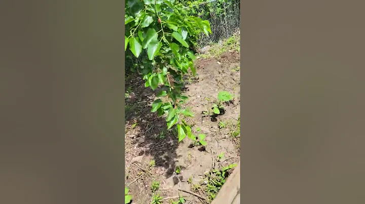 Nacho's garden June 10, 2022
