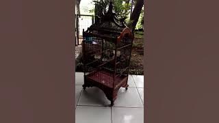 ciblek kristal gacor ngebren durasi 7 menit