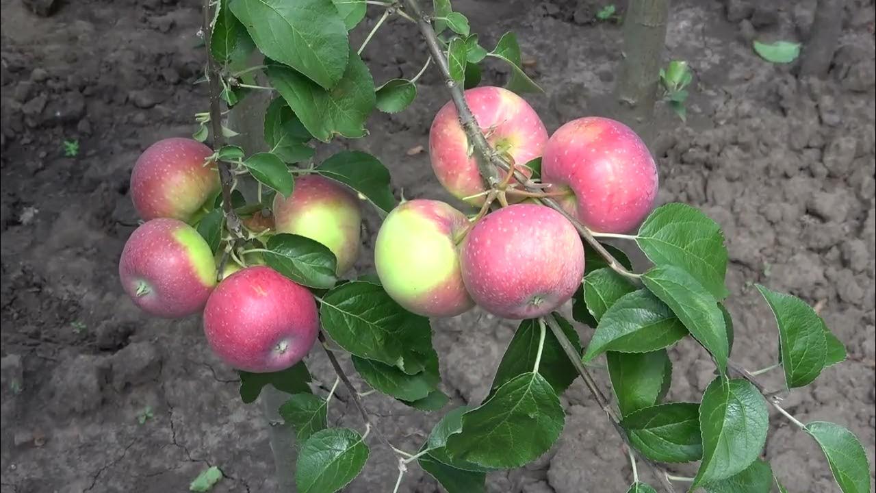 ЯБЛОНЯ ЛЕТНЯЯ СОРТ ЕЛЕНА (РБ) (APPLE SUMMER VARIETY ELENA) - YouTube