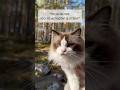 Мои способы подстраховки #котики #рэгдолл #путешествияпороссии #petfriendly #ragdoll