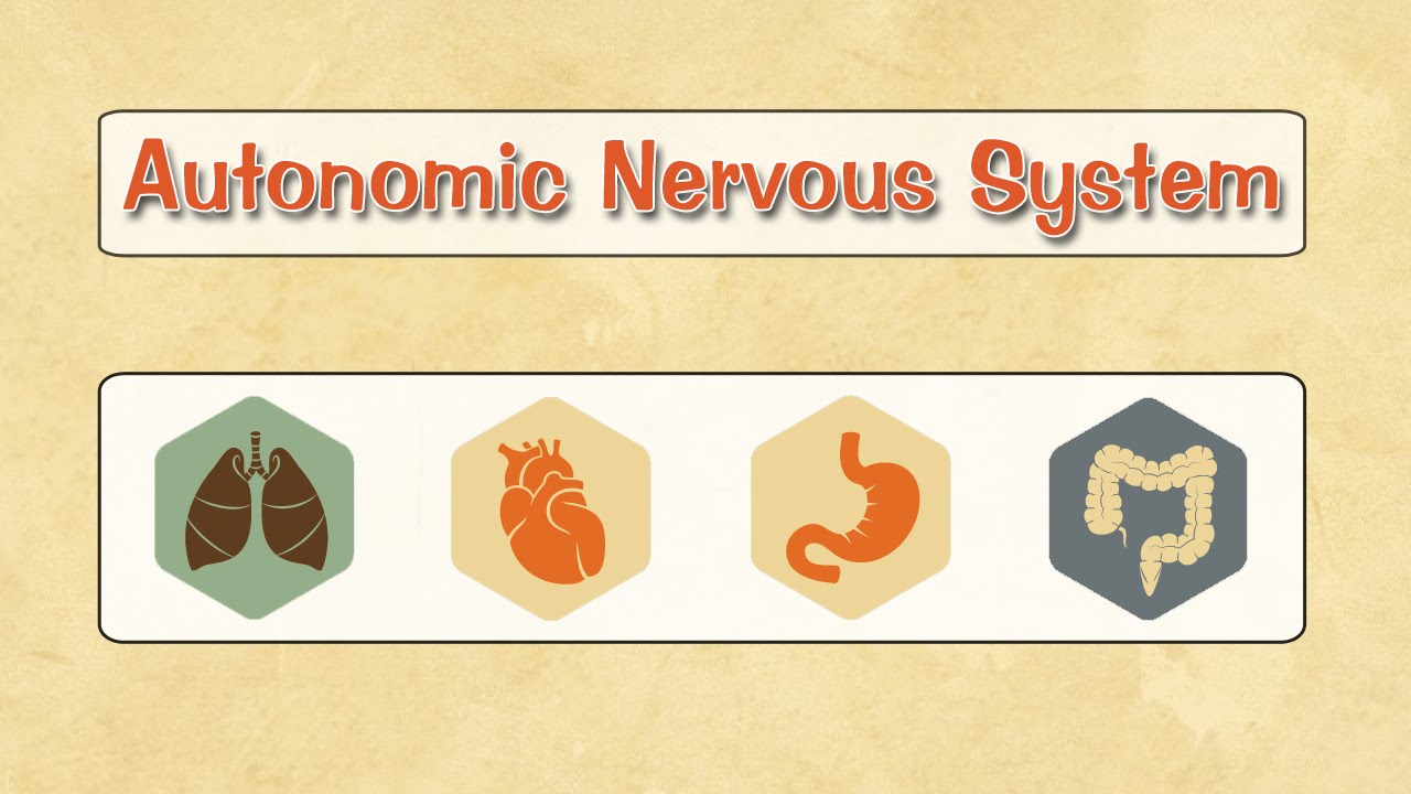 Easy Physiology | A.N.S | 2-Sympathetic (Head & Neck)