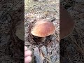 Boletus edulis після зливи в спеку