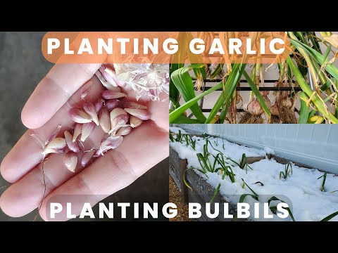 Video: Planting Garlic Bulbils - How To Grow Garlic From Bulbils