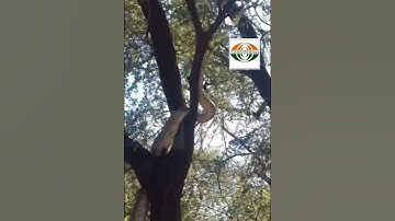 python climbing tree |big python  snake climbing tree.