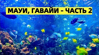 #2 ИЗ ЗИМЫ В ЛЕТО. ГАВАЙИ, ОСТРОВ МАУИ ТИХИЙ ОКЕАН. ТРОПИЧЕСКАЯ РЫБА, МОРСКИЕ ЕЖИКИ, ПОКЕ БЛЮДО,