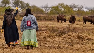 Detalles The Conservation Fund and The Texas Tribal Buffalo Project Noticias