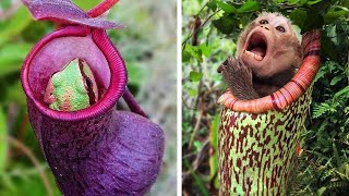 20 Plants That Eat Animals