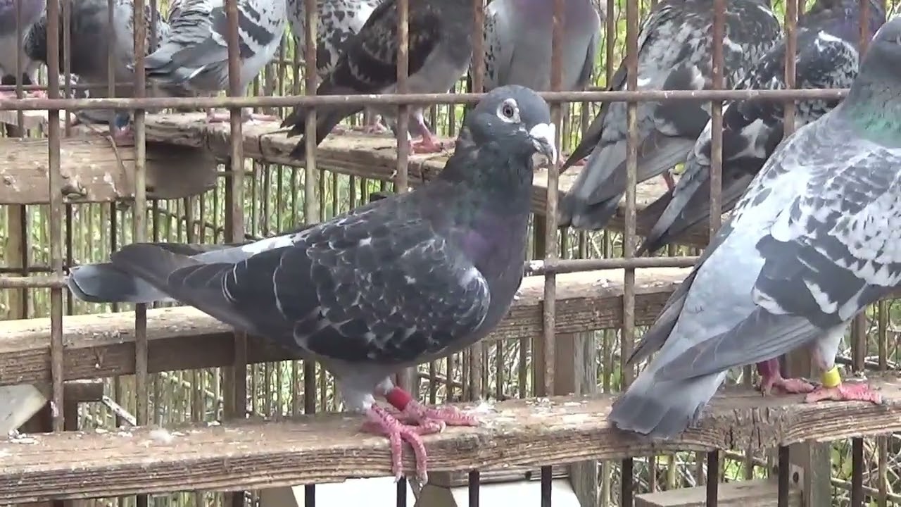 Columbofil dl Nicu Bizdrigheanu Urziceni Romania porumbei reproductie 18 oct 2025 part 2