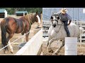 Horse SOO Cute! Cute And funny horse Videos Compilation cute moment #62
