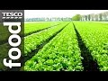 The Story of Lettuce Farming in Cambridgeshire | Tesco Food