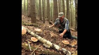 Lots of large porcini mushrooms.