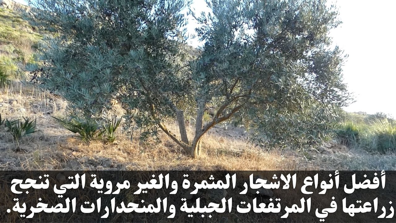 أفضل أنواع الاشجار المثمرة  والغير مروية التي تنجح زراعتها في المرتفعات الجبلية والمنحدارات الصخرية.