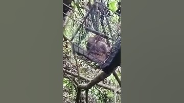 Bẫy sóc rừng || Forest squirrel trap #shorts