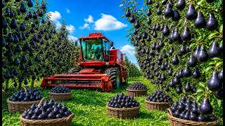 Industrial Black Pear Cultivation Process from Seed to Harvest and Packaging
