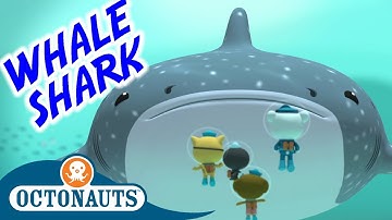 Octonauts - The Whale Shark | Series 1 | Full Episode | Cartoons for Kids