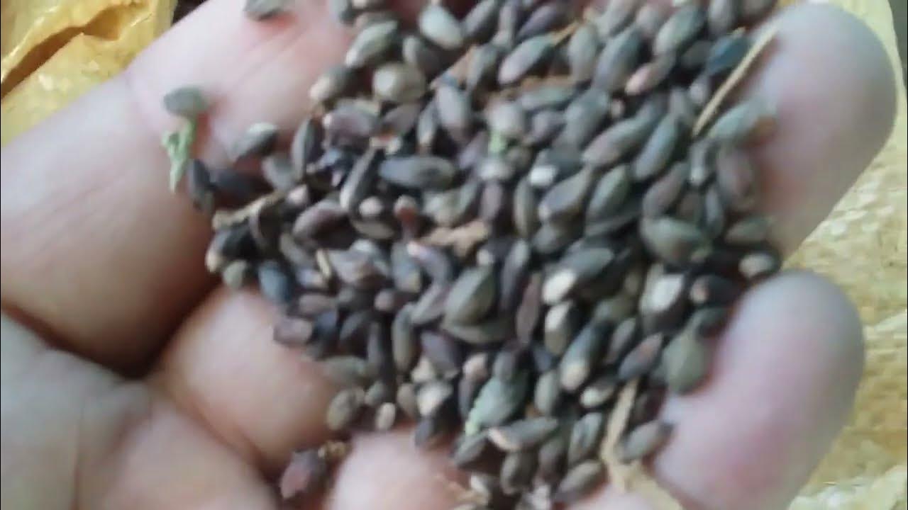 Jinsiy aloqa uchun ICQ raqamlari Xotinimning eshak videosini sikaman