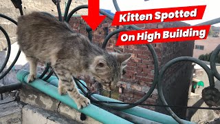 Fearless kitten walking on the edge of high building by LONDONISM 19 views 1 month ago 2 minutes, 3 seconds