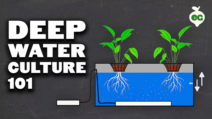 Deep Water Culture (DWC) Hydroponics System Tutorial