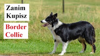 Zanim Kupisz BORDER COLLIE