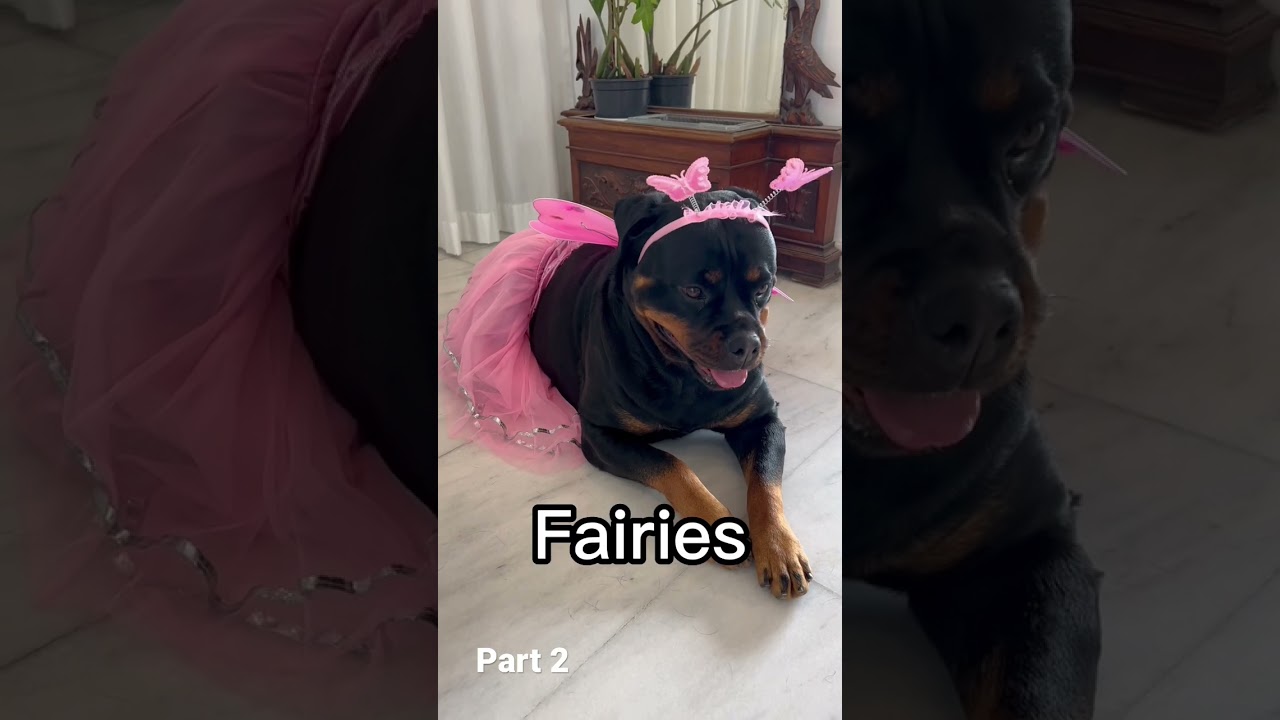 Adorable carnival costumes part 2 ( this took a while😅) pls like and sub!!!