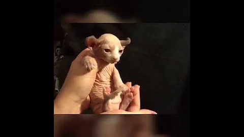 Watch the video about Meridian the Dwelf girl