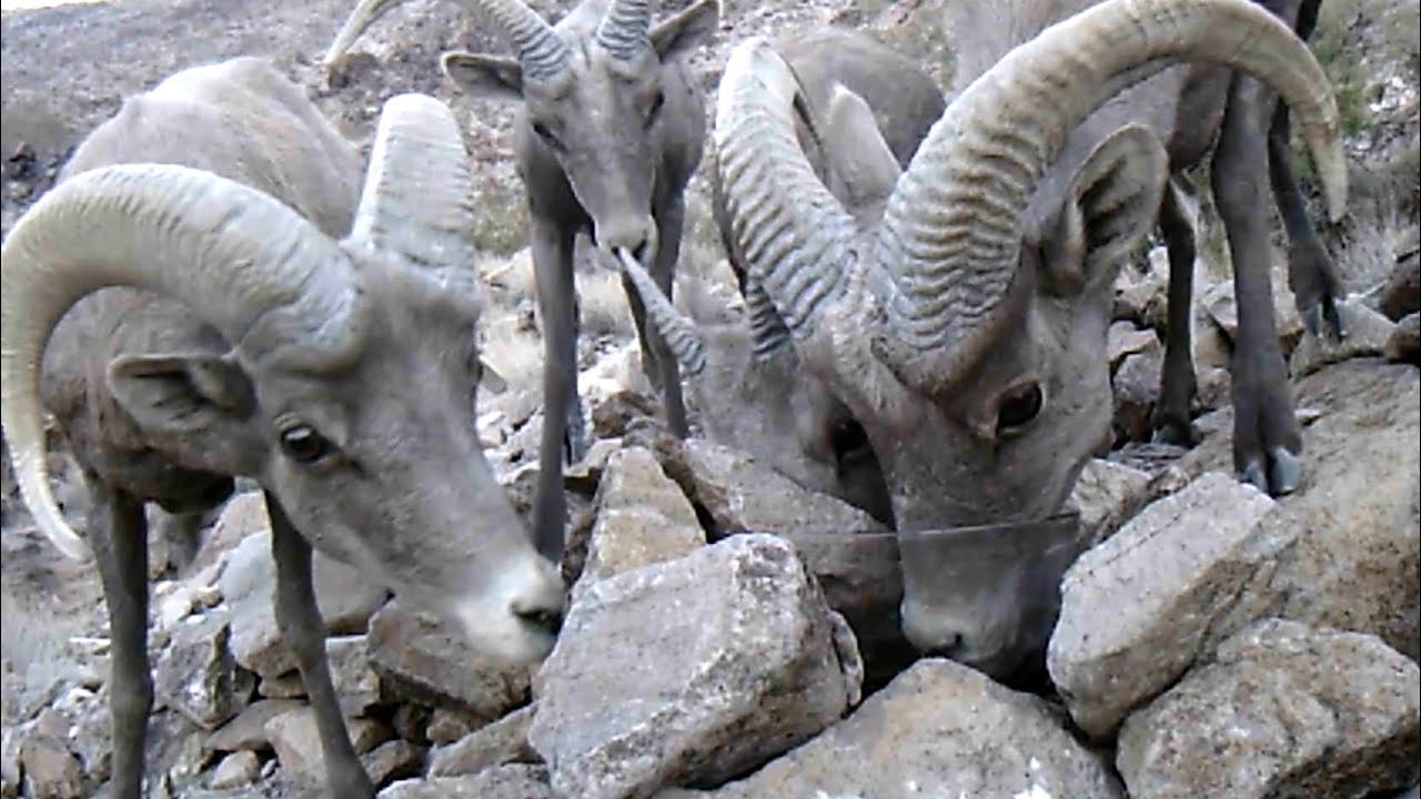 Big Horn Sheep finding my water bowl and tipping my camera over!