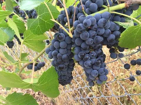 how to prune grapes grape vines youtube how to prune grape