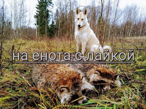 Видео: Охота на енотовидную собаку с западно-сибирской лайкой.