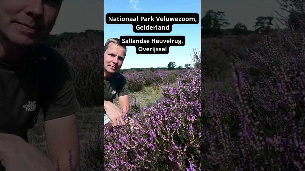 Foto's maken paarse heide 