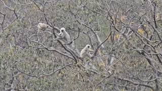 Langur Alarm Calls For Tiger , Barking Deer Alarm Calls In Rajaji Tiger Reserve  , Life Of Forest