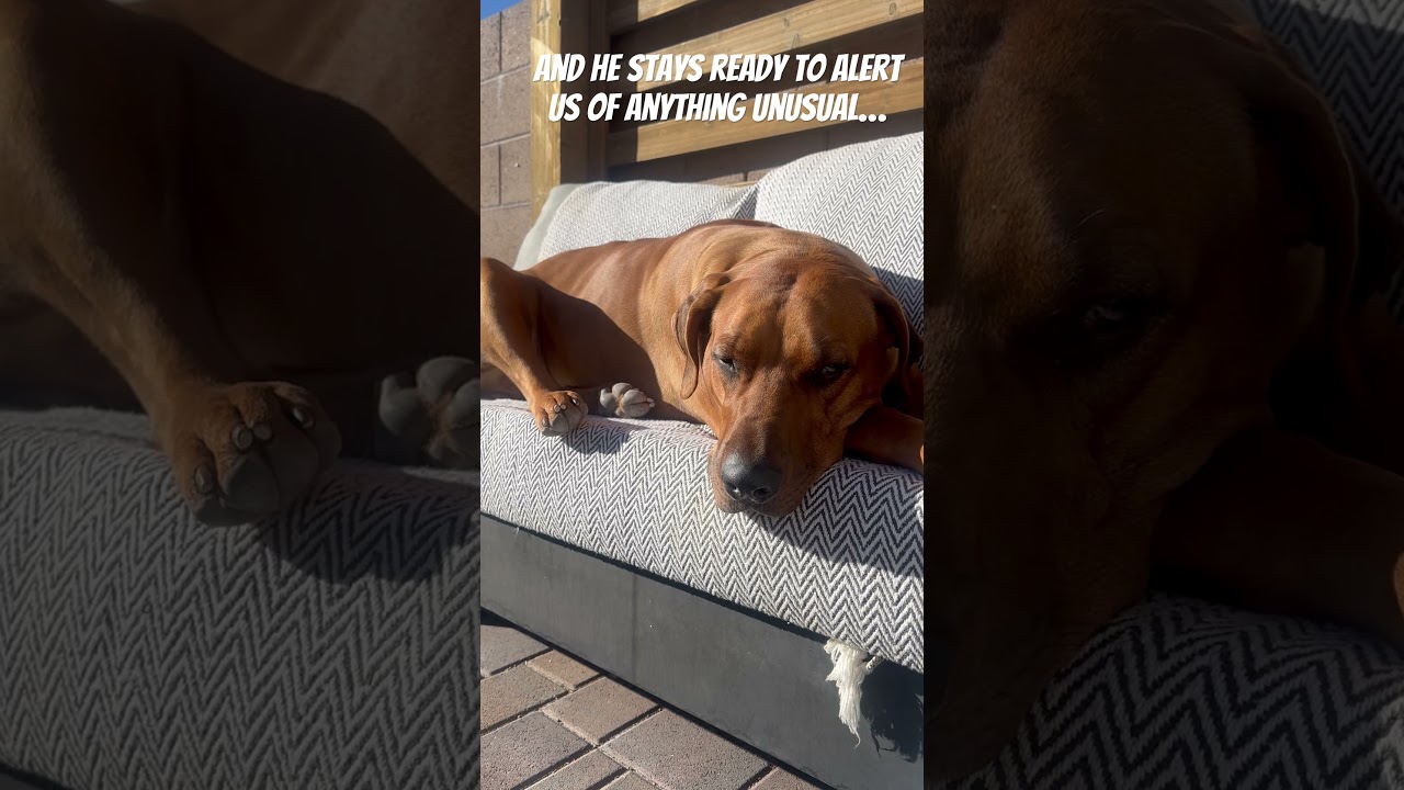 Our noble steed, Horse. 