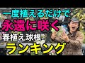 【みんな買わない】知ってる人だけ得をする春植え球根ベスト5 【園芸】【ガーデニング】【初心者】