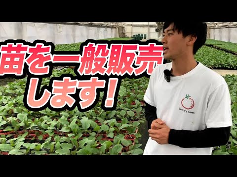 【夏野菜】育ちがよく、たくさん収穫ができる品種について