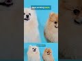 Cute Animals That Will Make You Smile (Guaranteed)